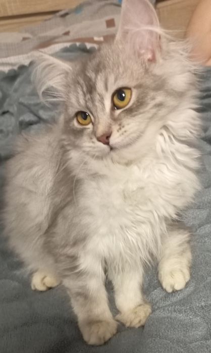 Сибирски  котета (сребърно