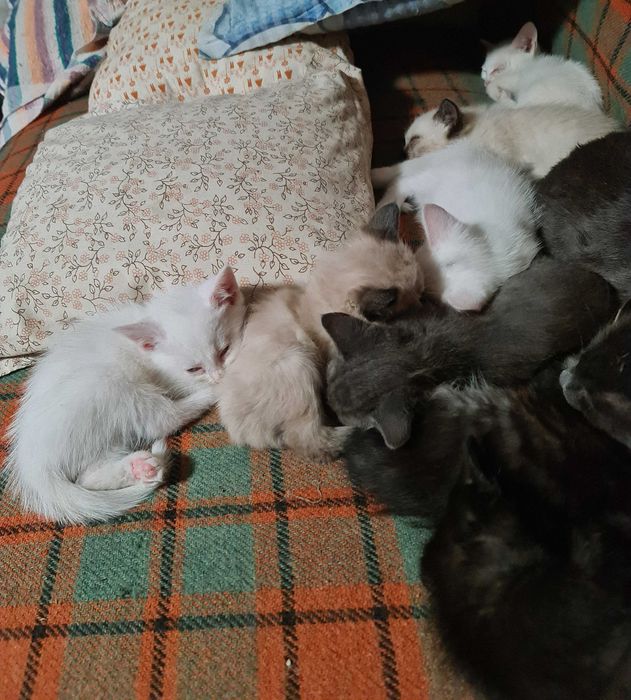 Ofer spre adopție pui de pisica