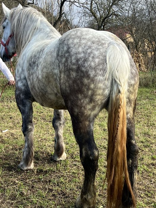 Iapa sura 5 ani 1.70 inaltime foarte blanda fara defecte‼️