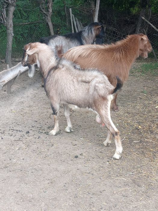 Trei Țapi De Vânzare