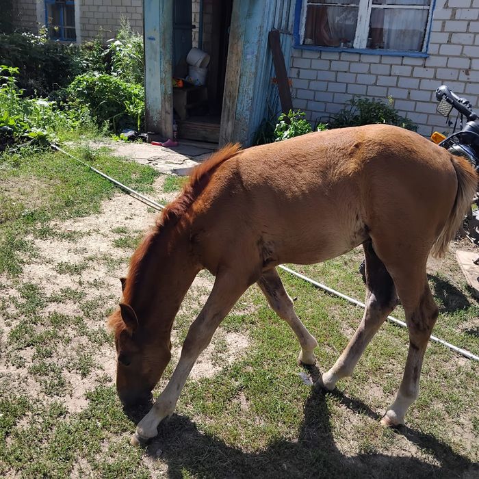 Продам лошодь с жеребенком