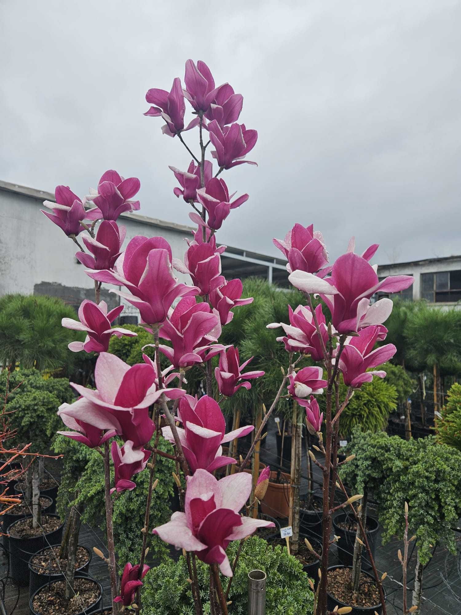 Magnolia diverse sortimente si marimi