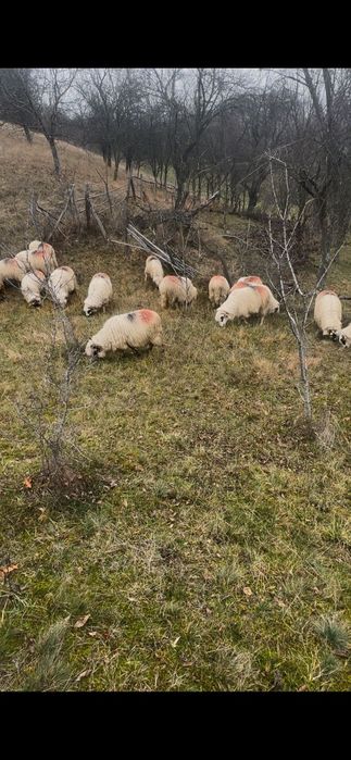 Oi țurcane de vanzare