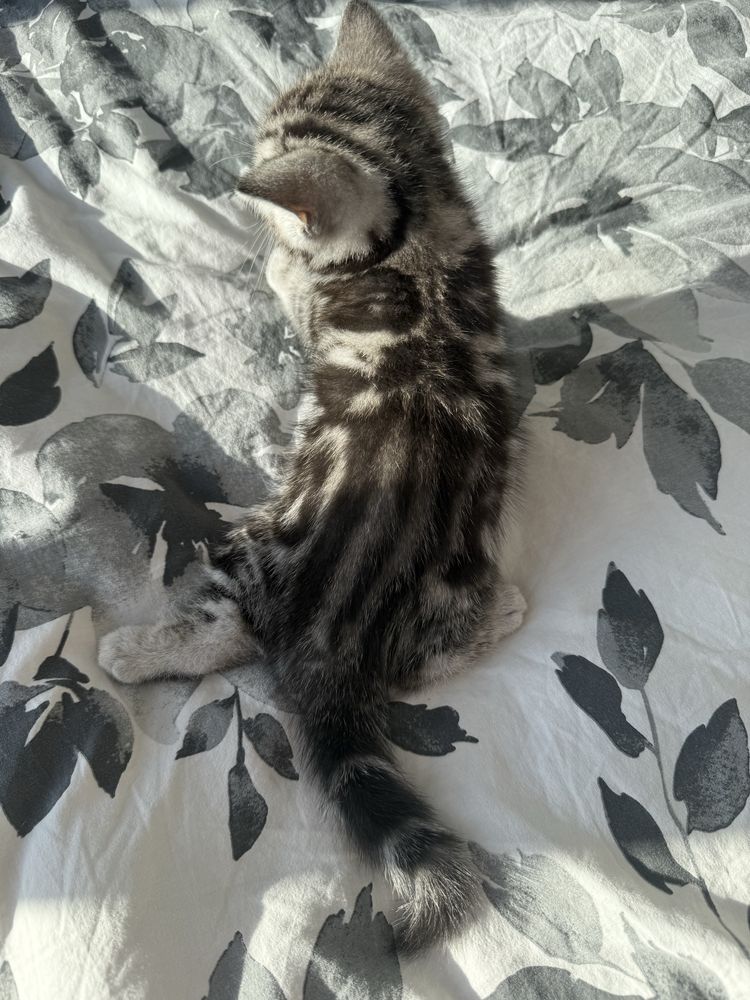 Продается котенок (девочка)
