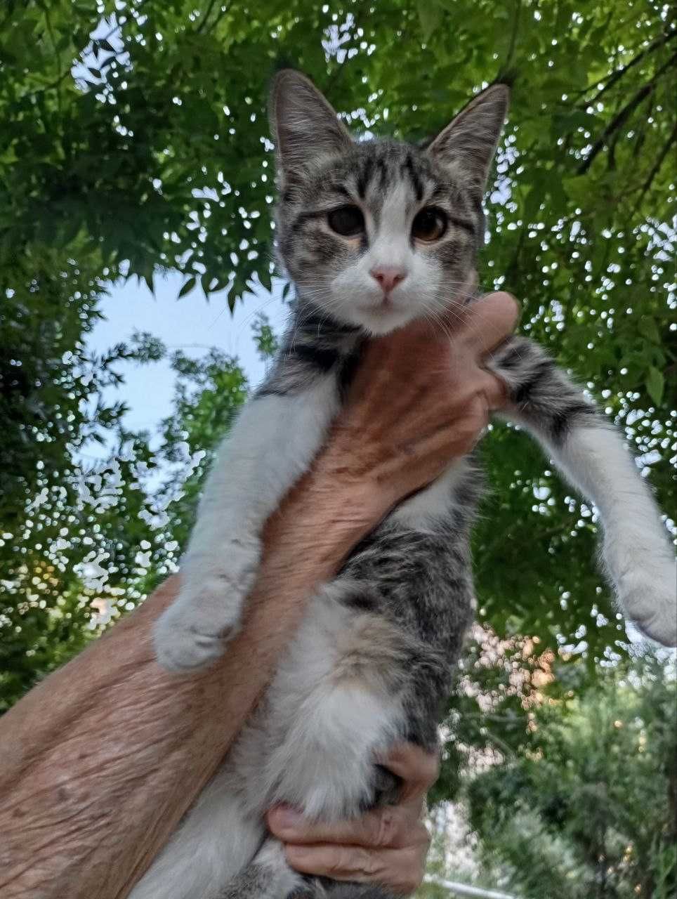 Отдам котенка в добрые руки