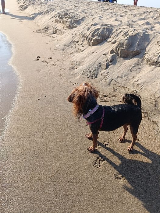 Отдава се мини йорки (3-годишен, възпитан, много спокоен)