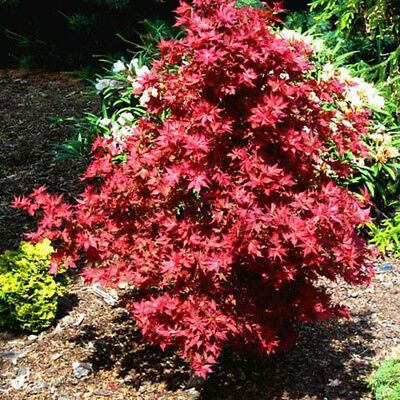 Artar Japonez –Acer Palmatum