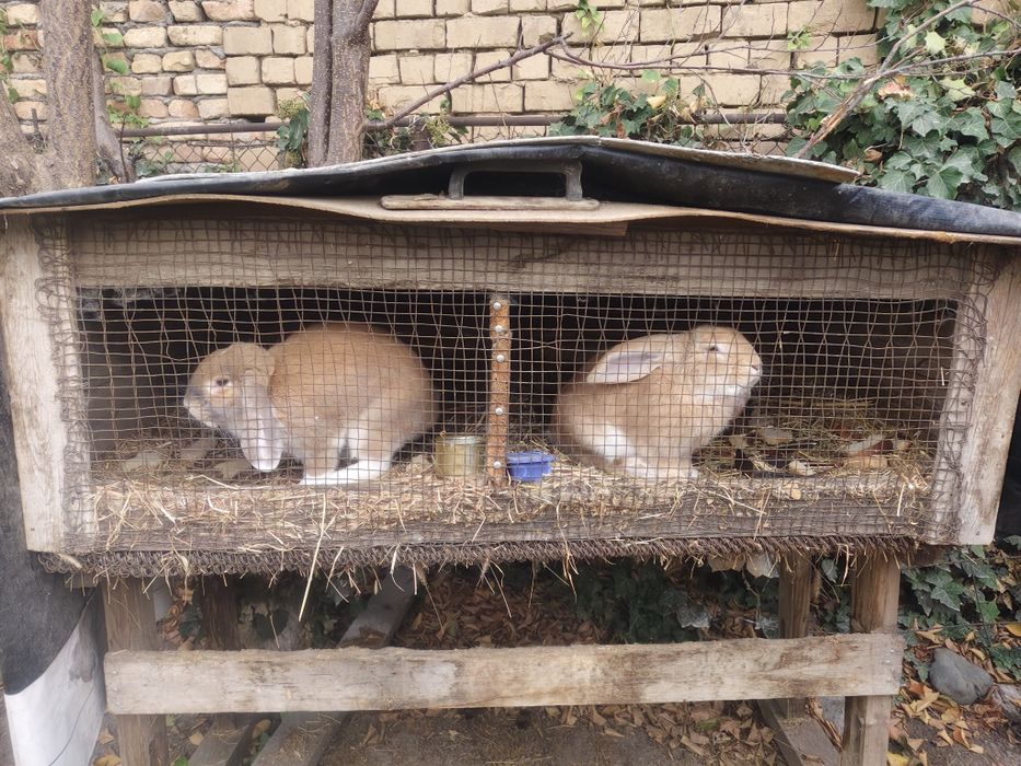 Продам кроликов порода "французский баран"