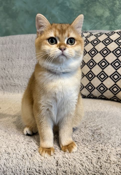 British shorthair