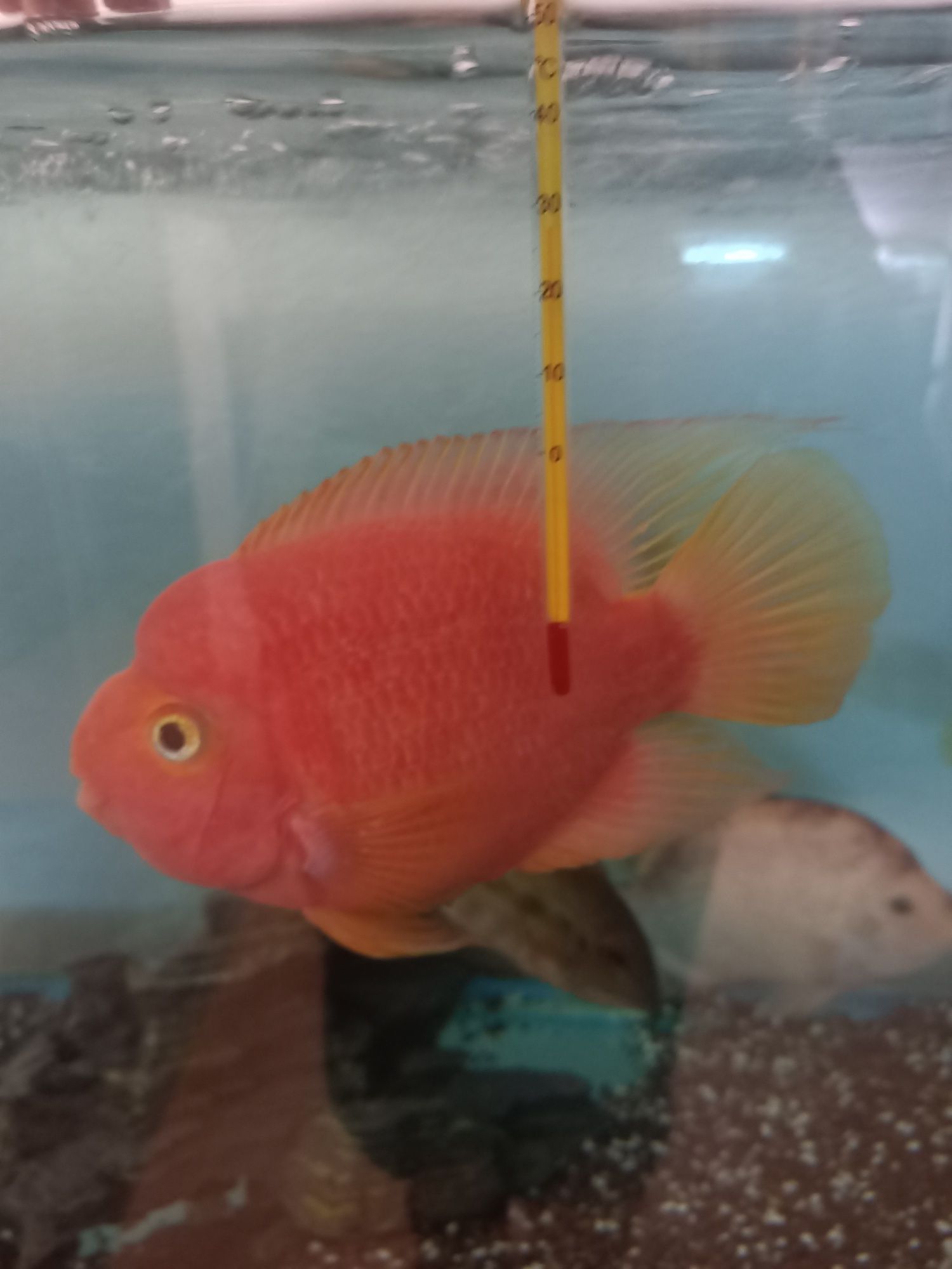 Цихлида красный попугай аквариумная рыбка