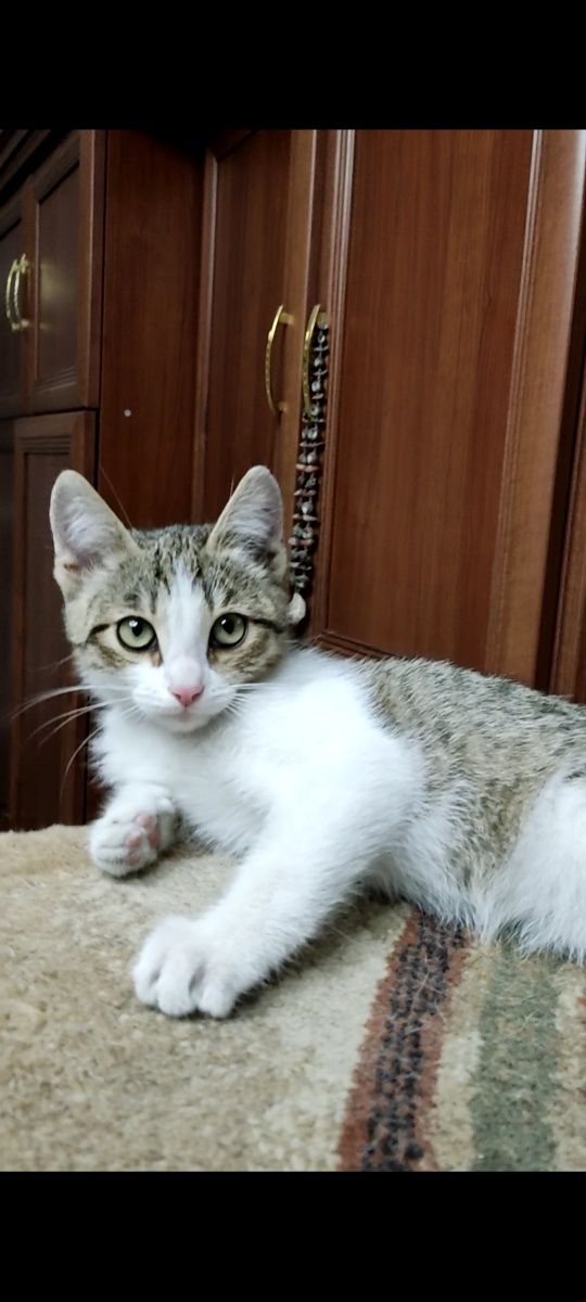 Котёнок девочка ищет дом