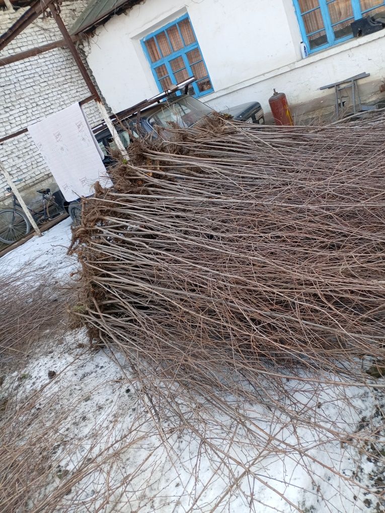 Yashil makon uchun kochatlar
