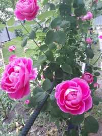 Розы плетистые. Розовая , бордовая.