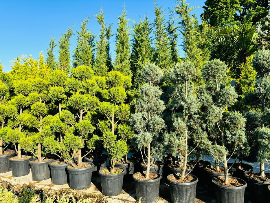 Plante ornamentale-tuia, artar, spirale, pompon