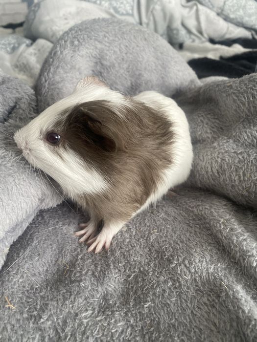 Мъжко морско свинче