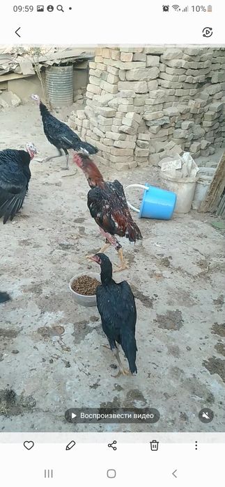 Продам питуха и курицу дакан