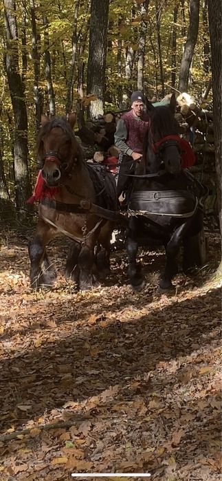 Vand cal castrat de 7 ani