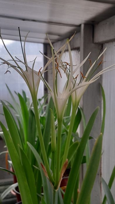 Продам цветы Гипераструмы