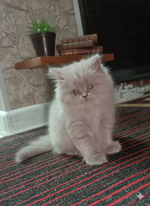 Чистокровная котёнок "Scottish Straight"-продается