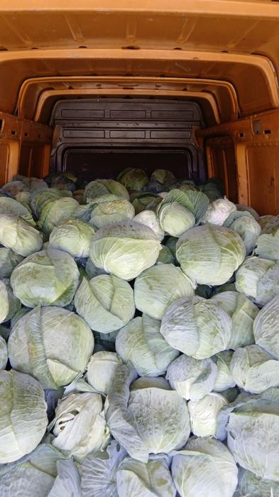 Vând varză de Buzău!