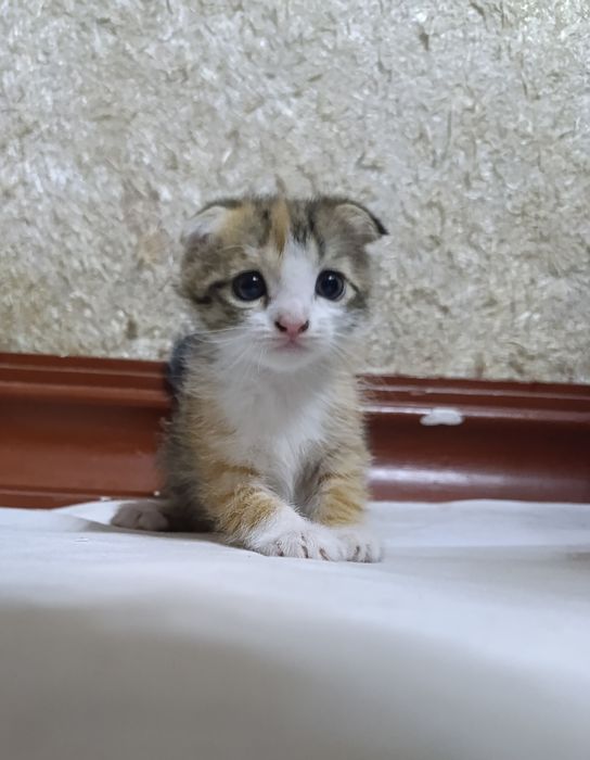 Кошки два веслаухие 1 месяц