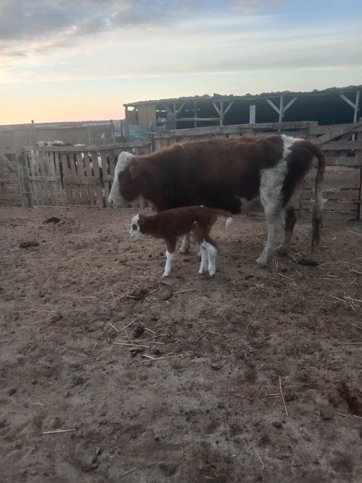 Сиыр ургашы бузауымен