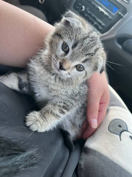 Вислаузхая кошка