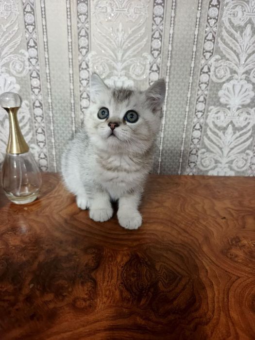 Котенок скотиш страйд