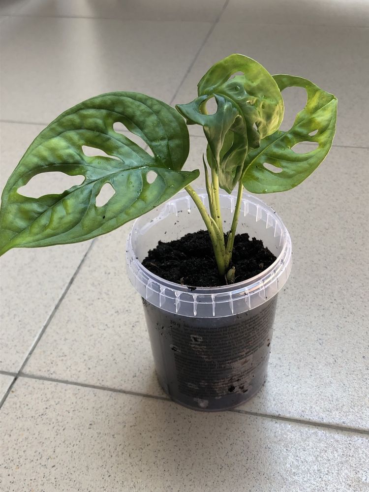Monstera adansonii plantă verde