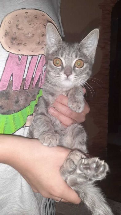 Отдам котят бесплатно