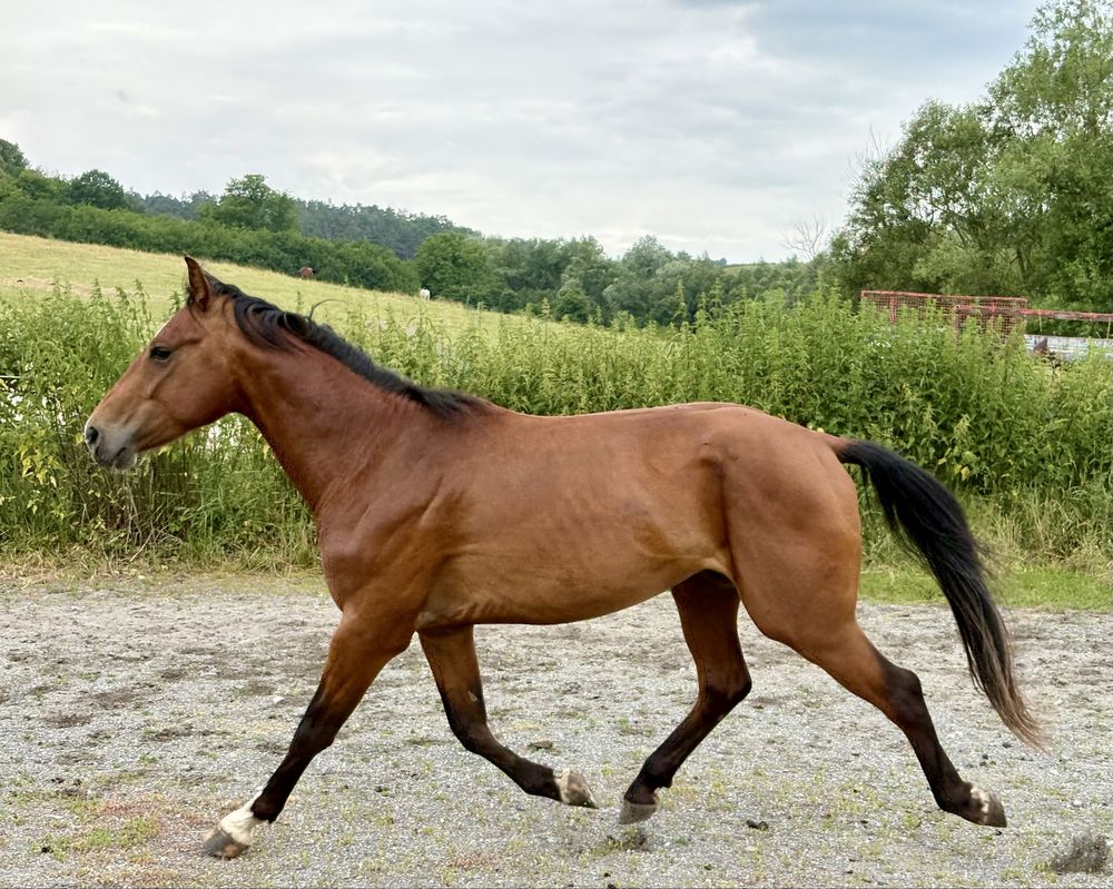 Armasar de 3 ani cu pedigree de sarituri