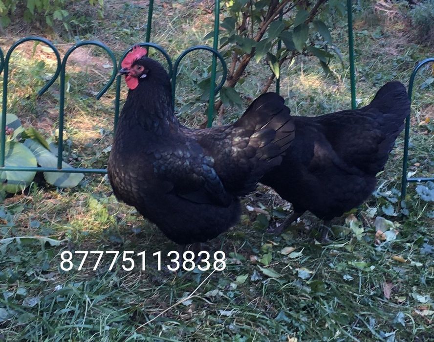 Продаем кур петухи черные на лечение пишите на Ватсап