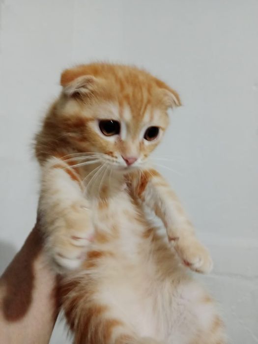 Котята, отдам бесплатно