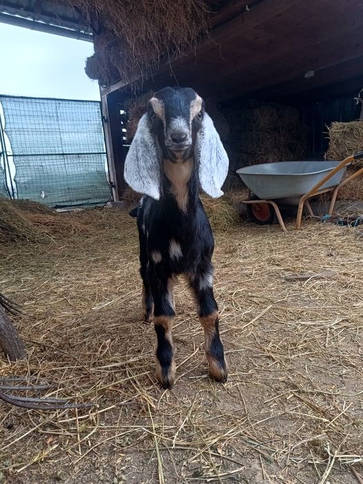 Tapi anglo nubieni cu pedegree