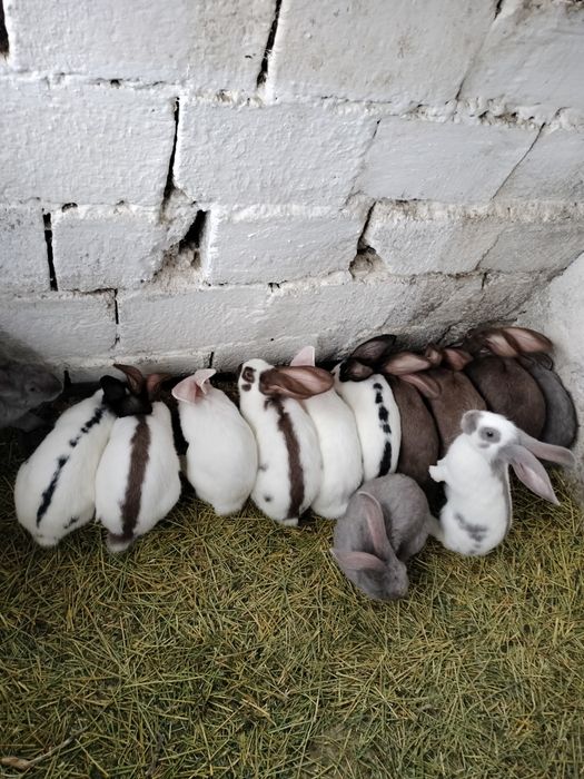 Vând iepuri frumosi