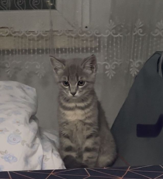 Продам котёнок 2 месяцев