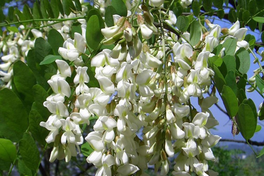 ЕВОДИЯ,СОФОРА,КАРИОПТЕРИС-медоносни дървета и храсти.