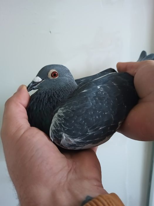 Vând porumbei cu pedigree