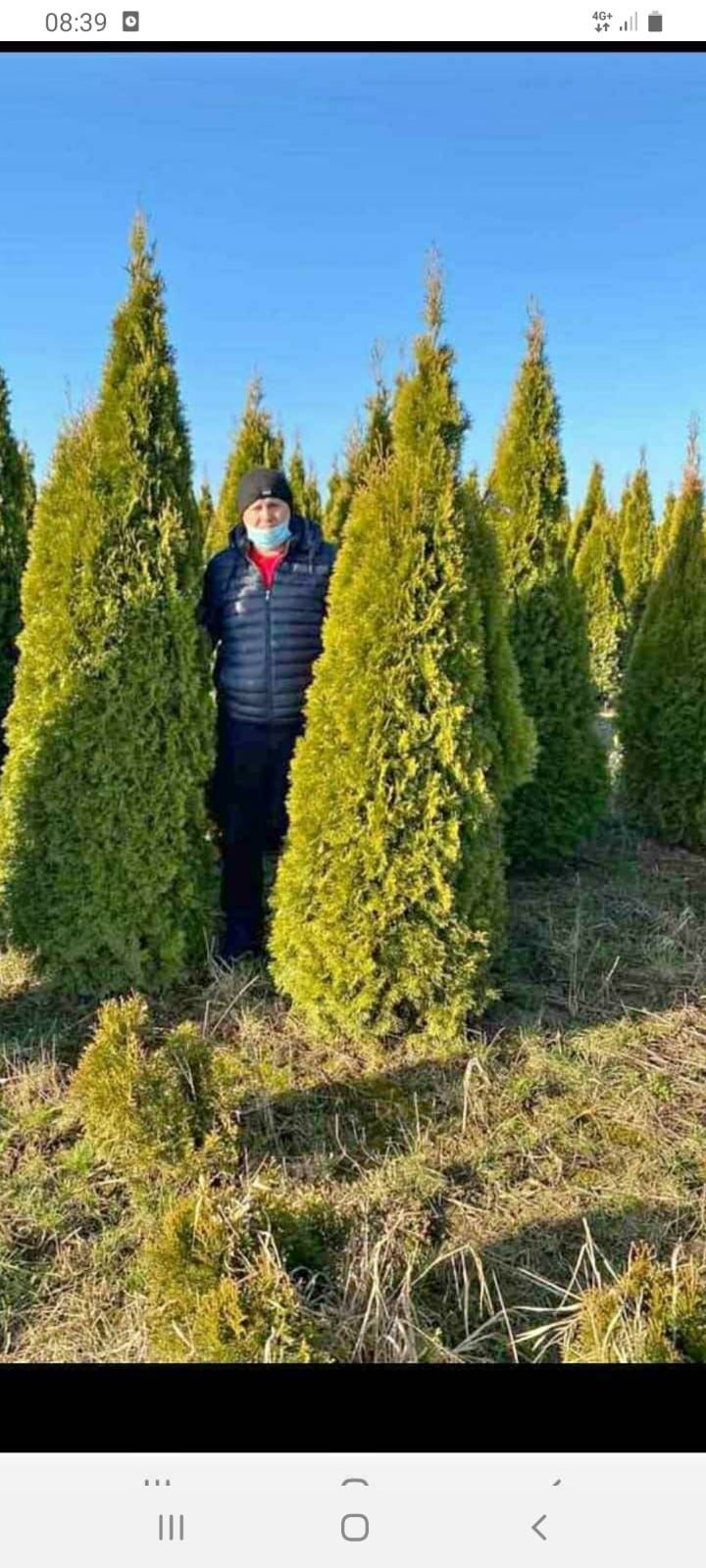 Tuia leylandii columna spirale