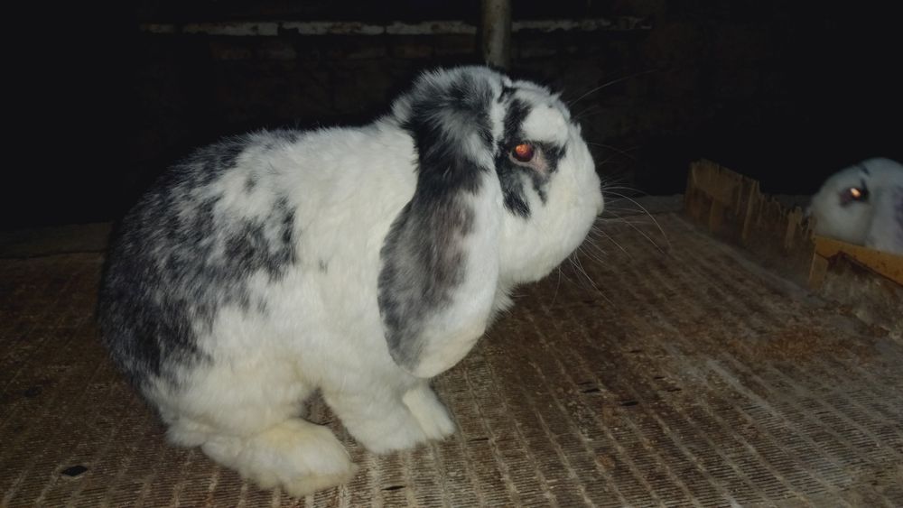 Fransuzki Baranlar sotiladi