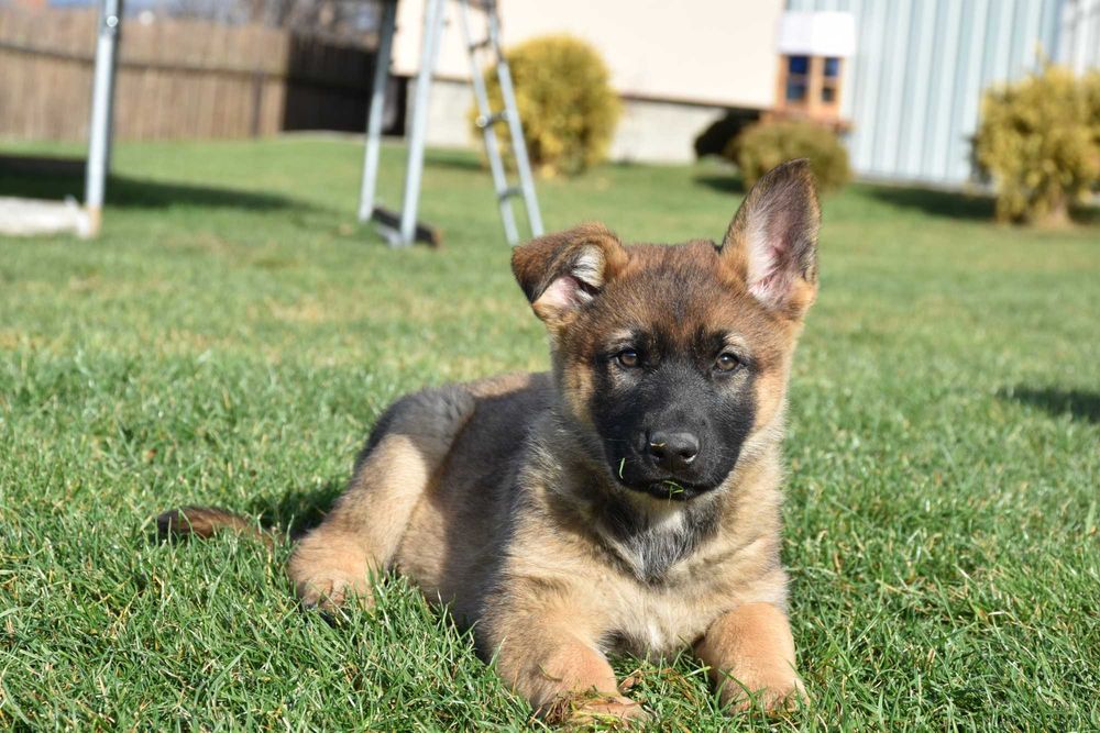 Ciobănesc German cu pedigree