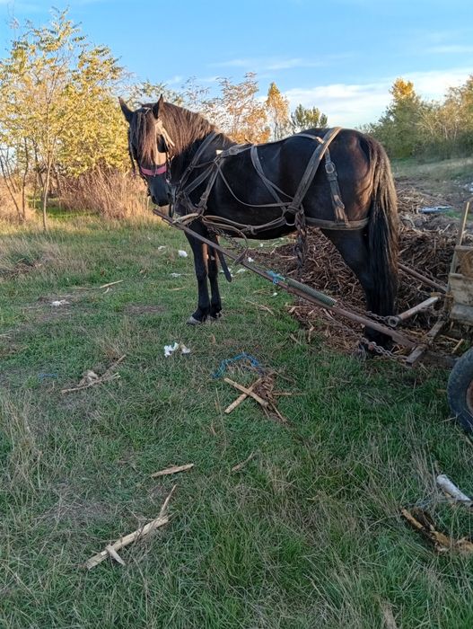 Vând iapa friziana de 5 ani