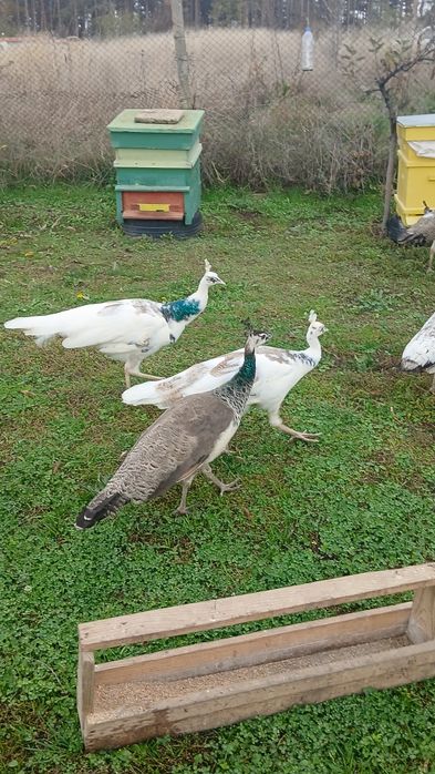 Свободни пауни  сребърни Арлекини  Бели  индийски  обикновени