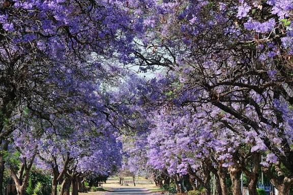 Jacaranda mimosifolia