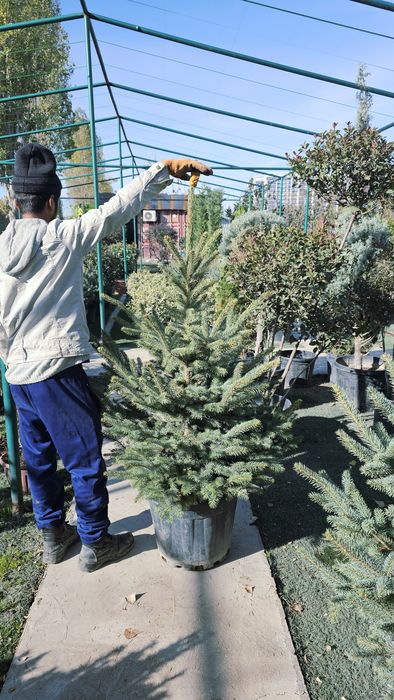 Галубая ел. Ёлка