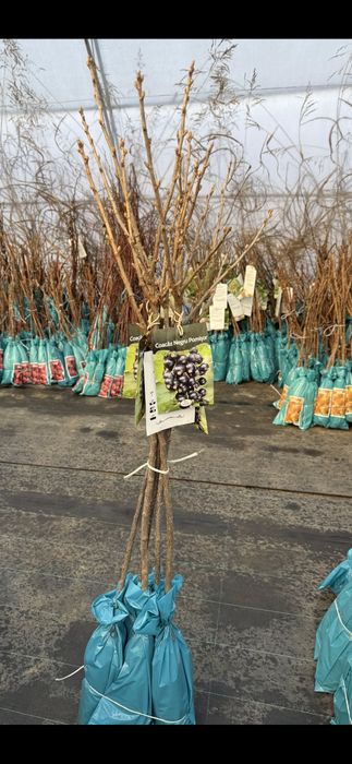 Aluni.Nuci.Migdal.Castan.Cires.Coacaz Agris Zmeur Pom>RO și plantam