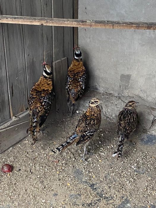 Королевский, алмазный, золотой и промысловые фазаны.