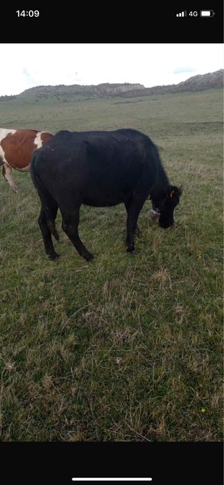 Vand trei junici de bivol gestante