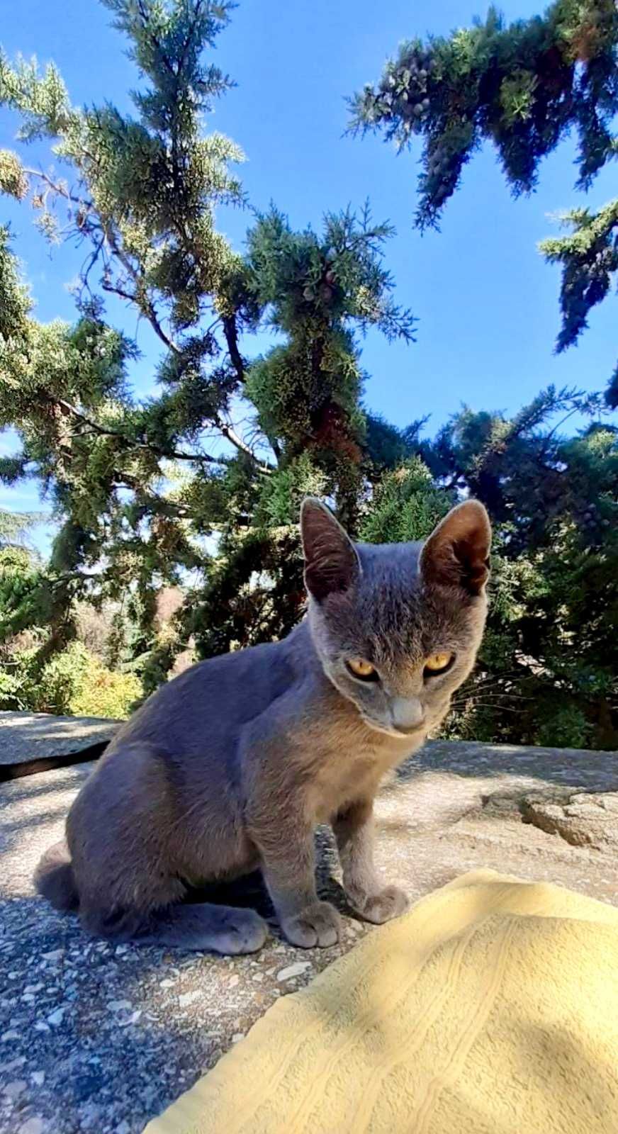 Сиво мъжко коте търси дом