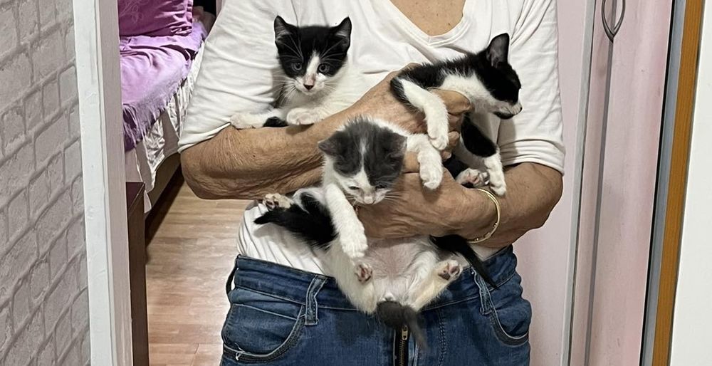 Подаряваме котенца